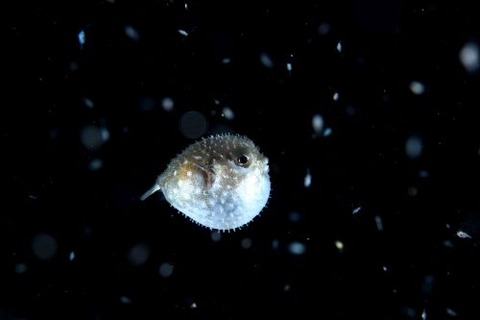 刺激的な水中生物