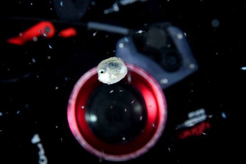 刺激的な水中生物