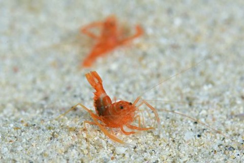 スベスベオトヒメエビ属の1種