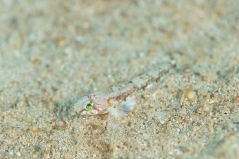 ヨリメハゼ属の1種