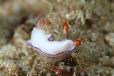 トルンナ・ダニエラエ