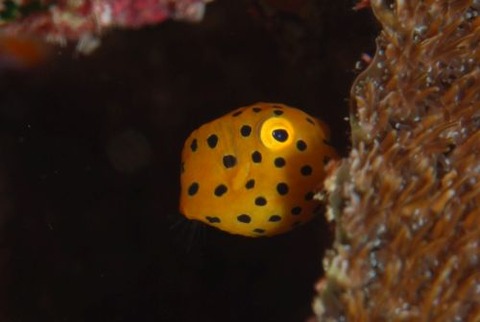 ミナミハコフグ