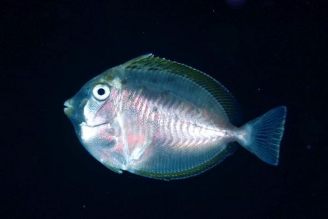 刺激的な水中生物