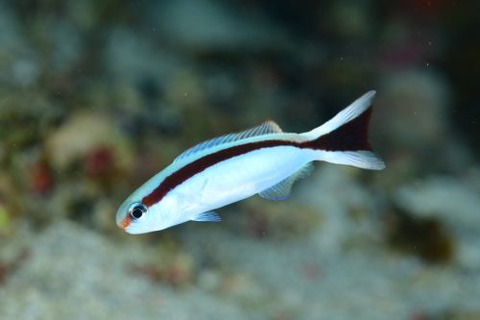 アカオビサンゴアマダイ