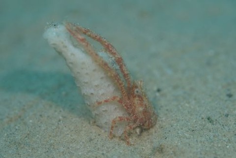 コシオリエビ科の1種