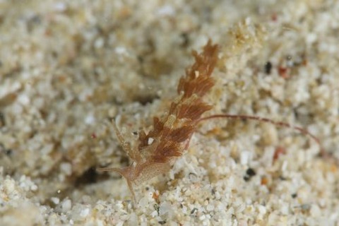 ミノウミウシ亜目の1種