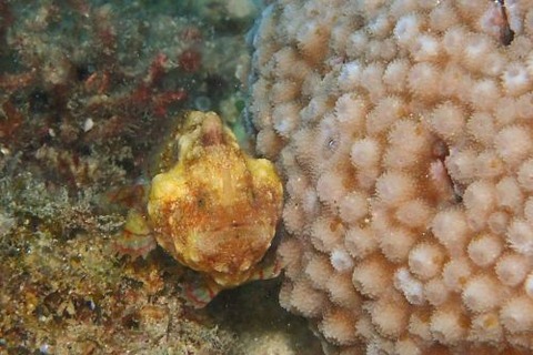 カエルアンコウモドキ