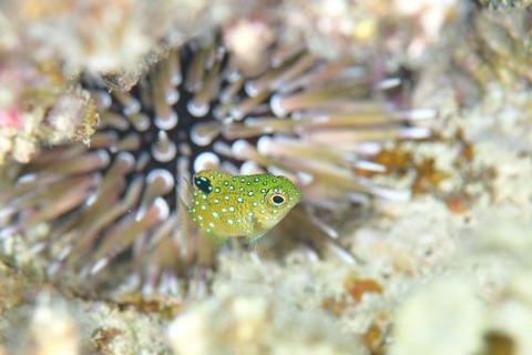 ルリホシスズメダイ