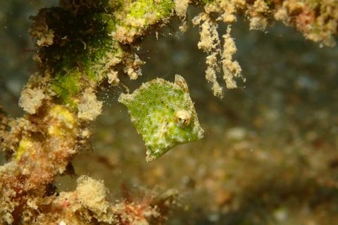 セダカカワハギ