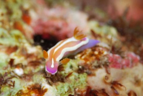 アラリウミウシ