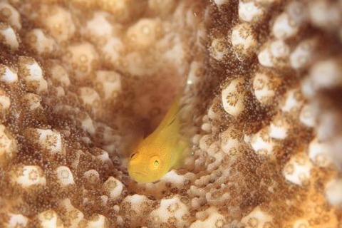 カサイダルマハゼ