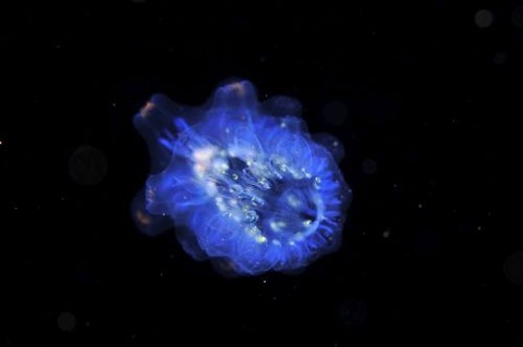 刺激的な水中生物