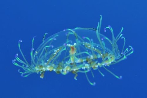 デイゴハナガサクラゲ