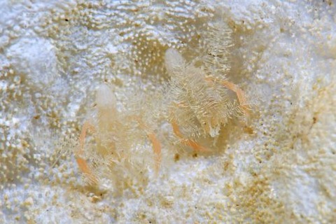 ミクロプロステマ・プルミコールネ