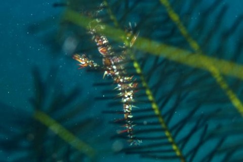 ニシキフウライウオ