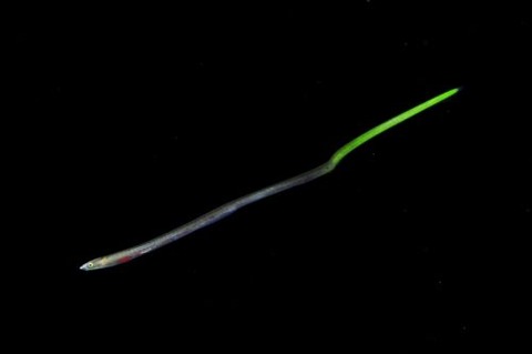 刺激的な水中生物