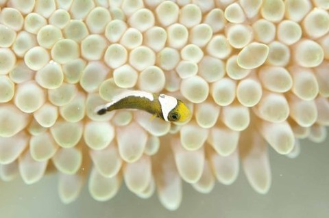 トウアカクマノミ