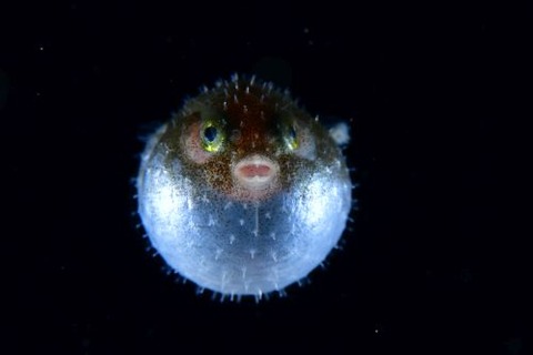 刺激的な水中生物