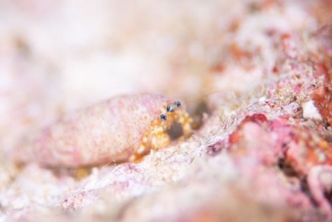 オキナワホンヤドカリ