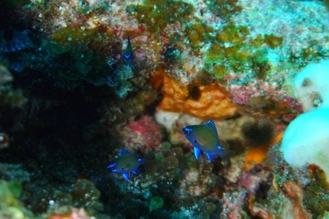 アマミスズメダイ