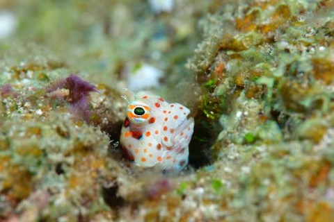 モンツキカエルウオ