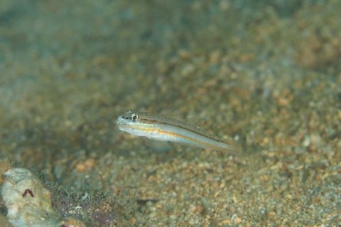 ヒメクロイトハゼ