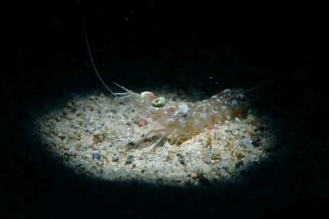 クルマエビ科の1種