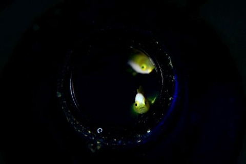 ナカモトイロワケハゼ