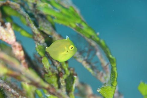 アオサハギ