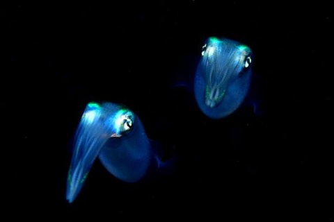 刺激的な水中生物