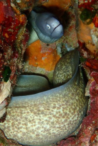 サビウツボ