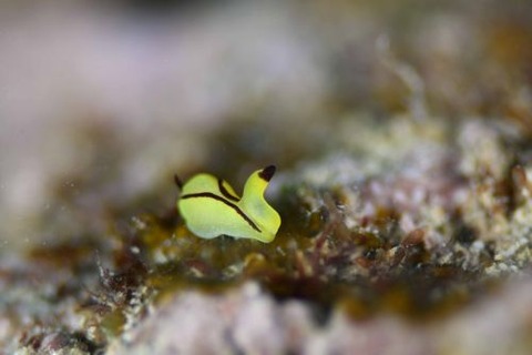 オレンジウミコチョウ