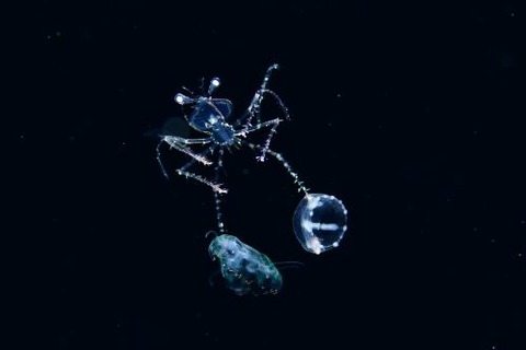 刺激的な水中生物