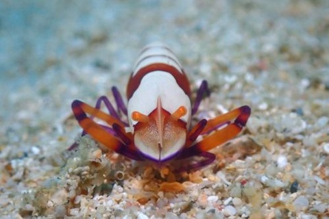 ウミウシカクレエビ