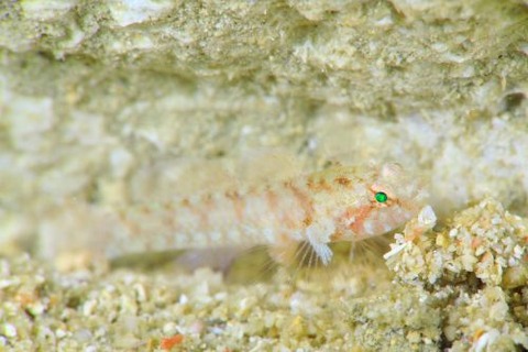 Pascua sp.