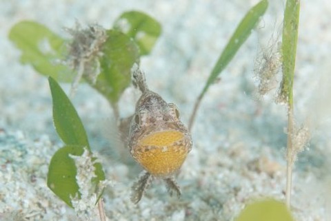 タイワンマトイシモチ