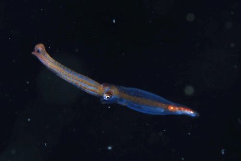 刺激的な水中生物