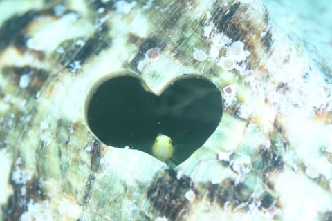 ナカモトイロワケハゼ