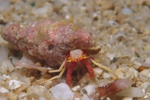 アカテミギキキヨコバサミ