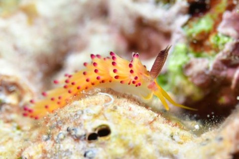 パスタチゴミノウミウシ