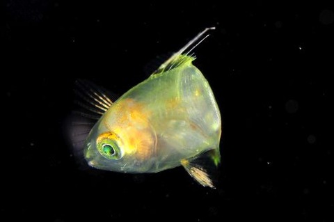 刺激的な水中生物