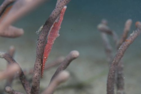 トガリモエビ属の1種