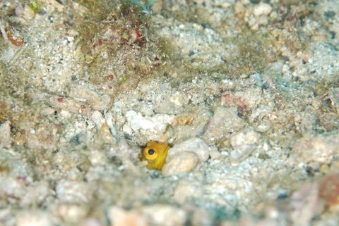 ホシカゲアゴアマダイ