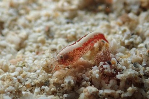 トゲテッポウエビ