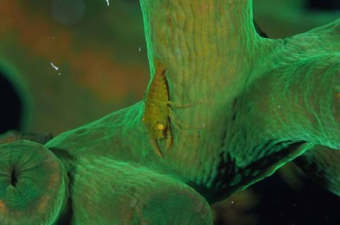 ポントニデス・マルディブエンシス