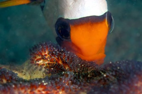 トウアカクマノミ