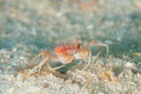 ケブカガニ科の1種