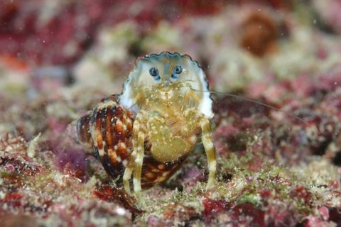 オキナワホンヤドカリ