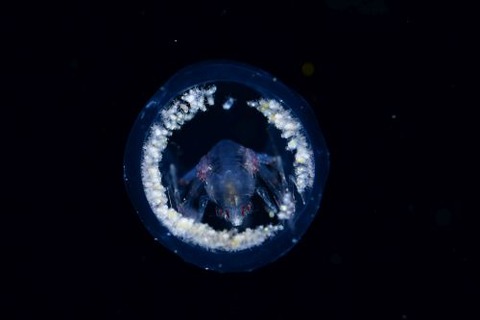 刺激的な水中生物