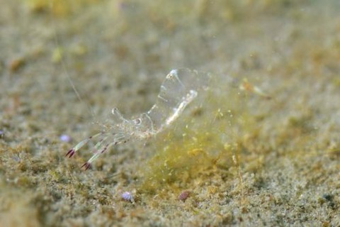 ビイドロカクレエビ